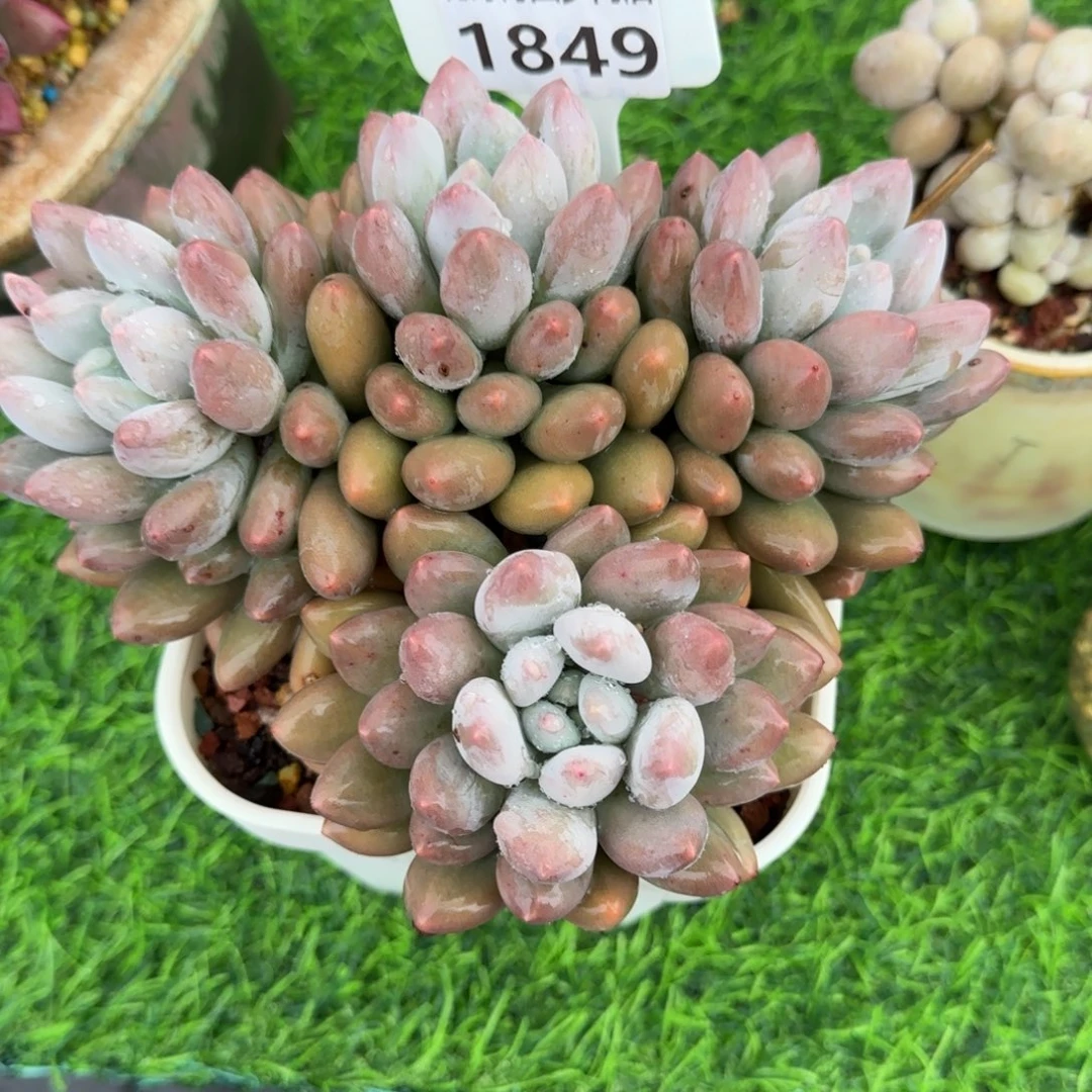 阿***爆多肉植物1849……………..