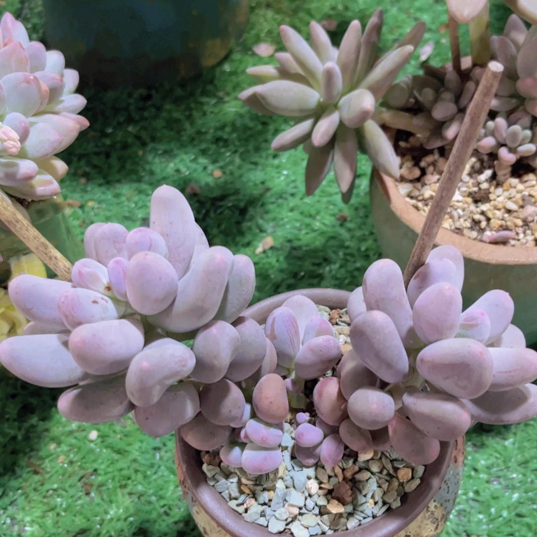 米客奶02202多肉植物