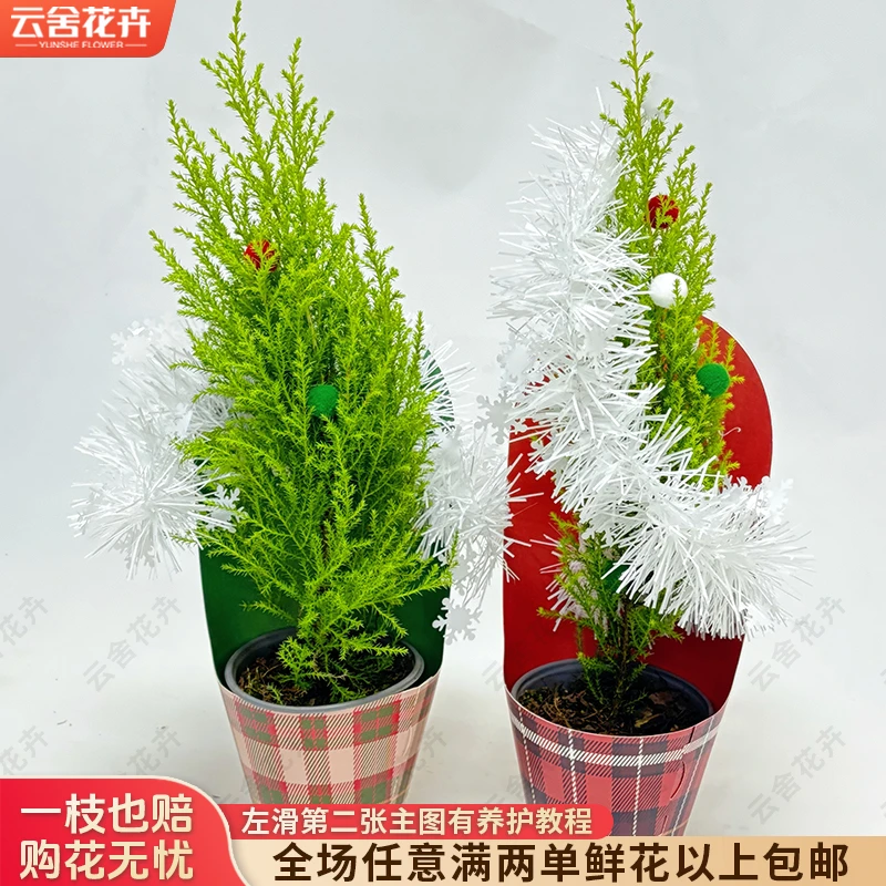 【云舍花卉】120杯【圣诞香松】绿植盆栽【带原盆发货】任意2单鲜花包邮
