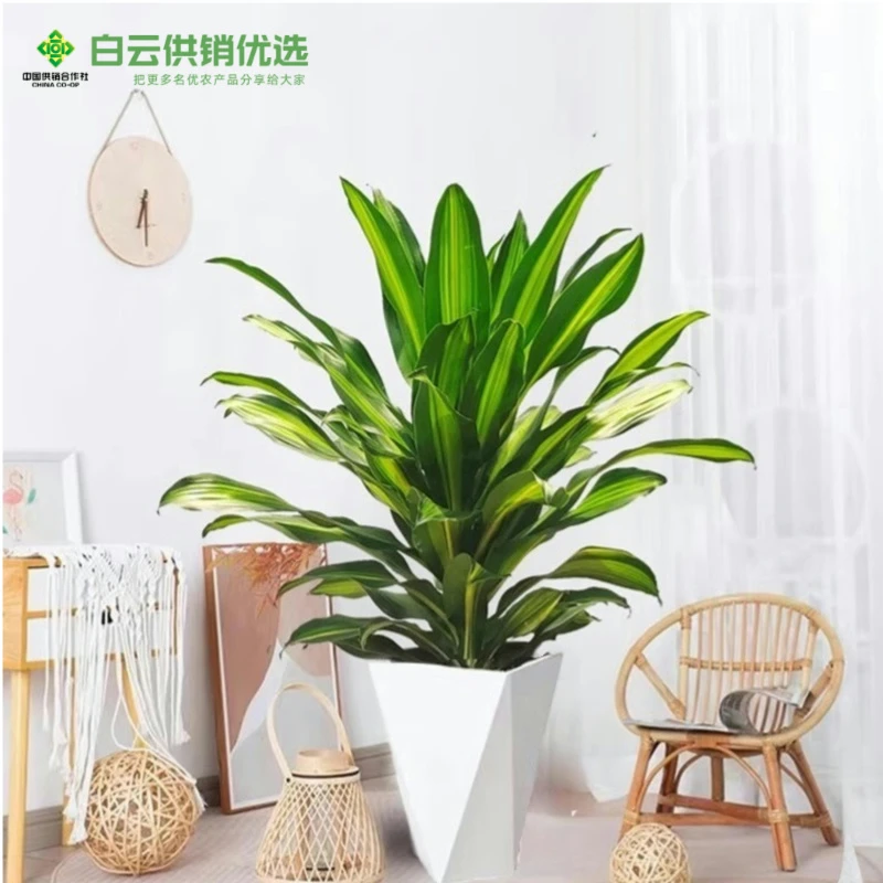 【60-80公分】金心也门铁巴西铁客厅办公室植物观叶绿植室内盆栽
