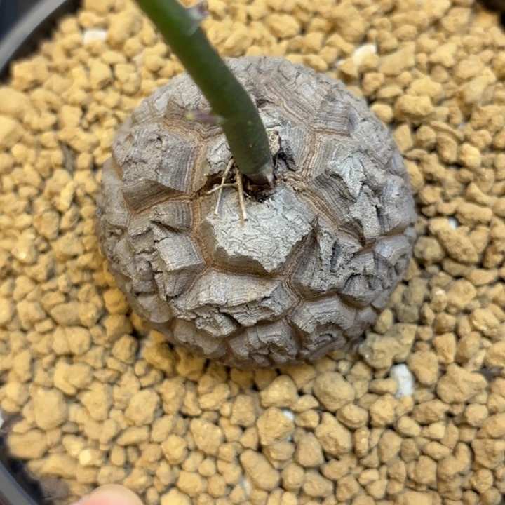 052号龟甲龙带盆包邮尺寸6+