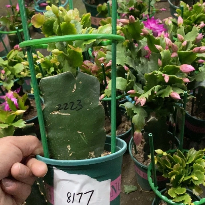 林***起完全开放8177。2223北极星
