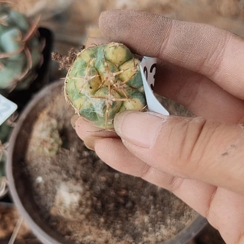 美****安234清棚特价出售