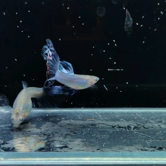 孔雀鱼新加蓝烟火一对