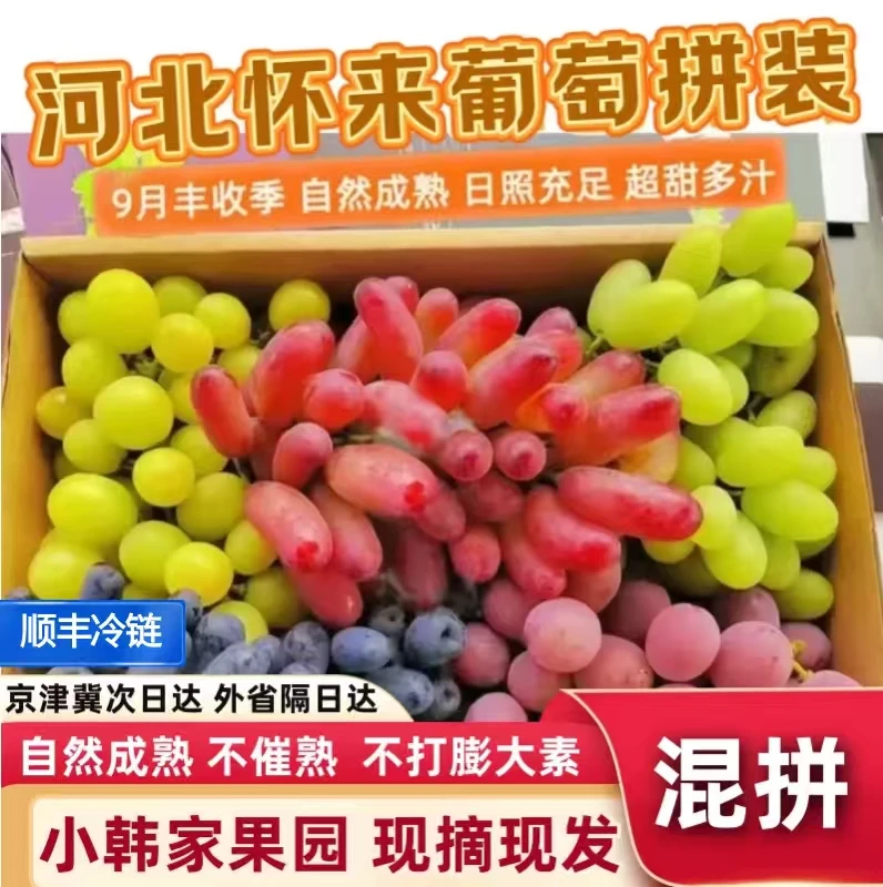 【京津冀】双拼装河北张家口怀来县沙土地葡萄自家果园现摘现发