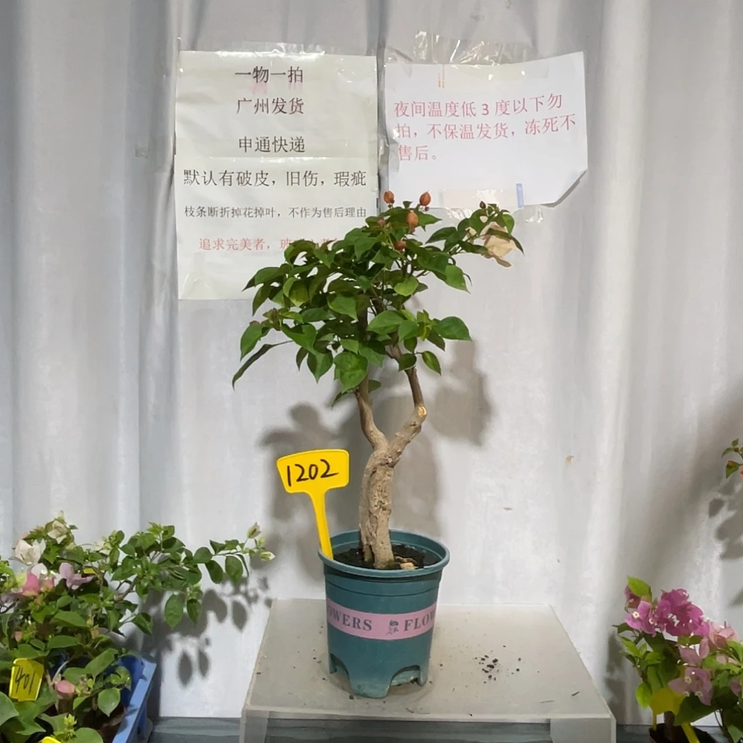 当前无花栽培后可以开花 1202日落桩，粗2.9公分，高50厘米