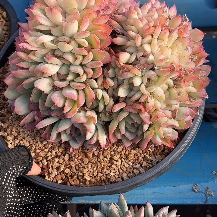 多肉植物一物一拍