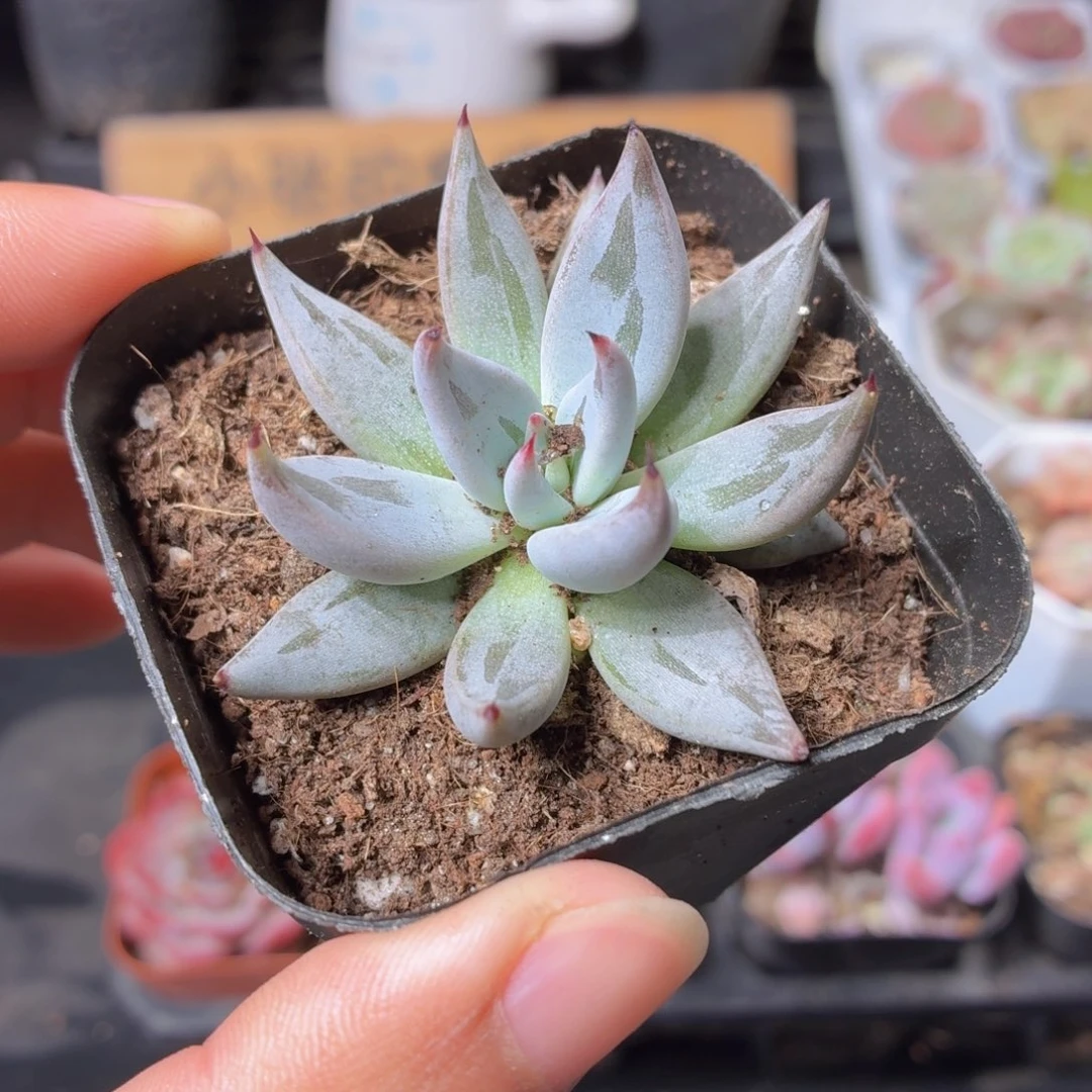 魔爪多肉9.9包邮发货