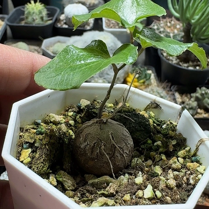 477南非龟甲龙带盆发货
