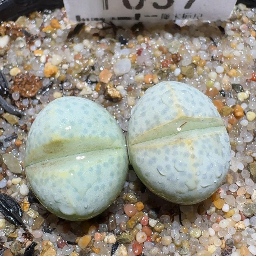 zzzz福利捡漏走起来1037