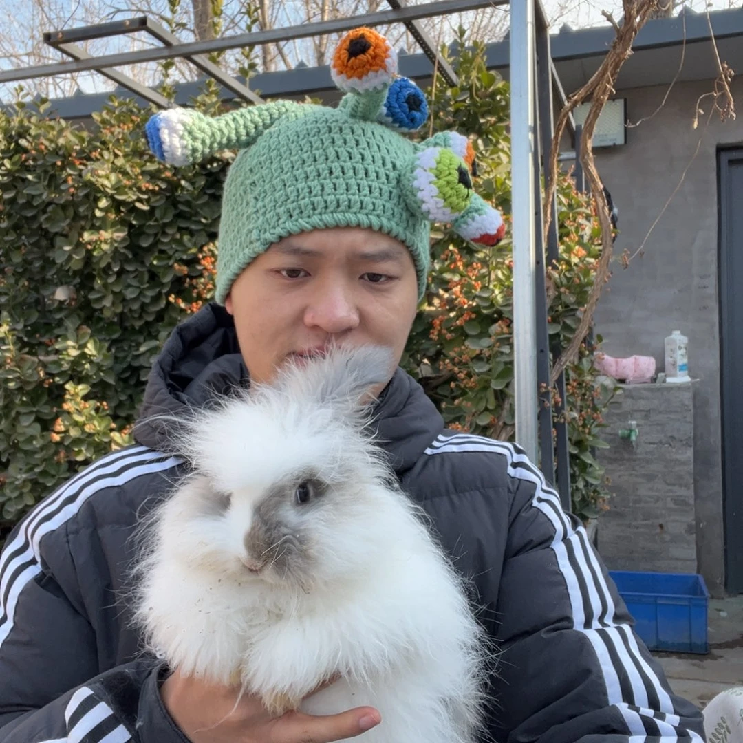 双血统英系安哥拉兔