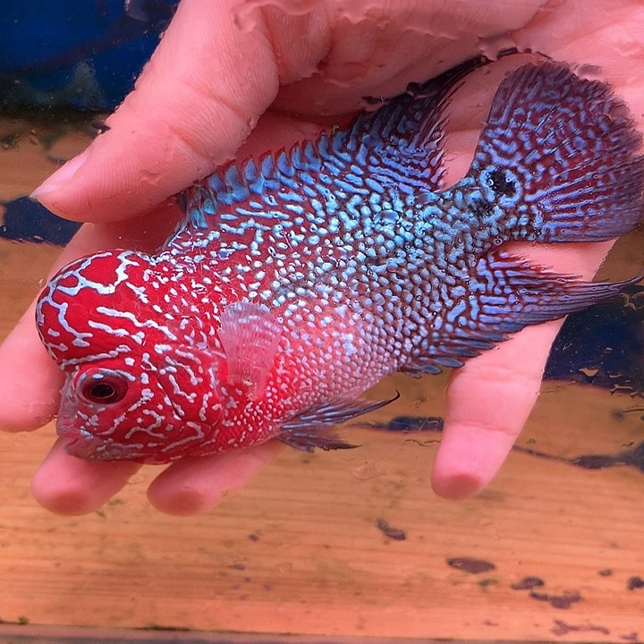 小***臭罗汉鱼福利88888888888