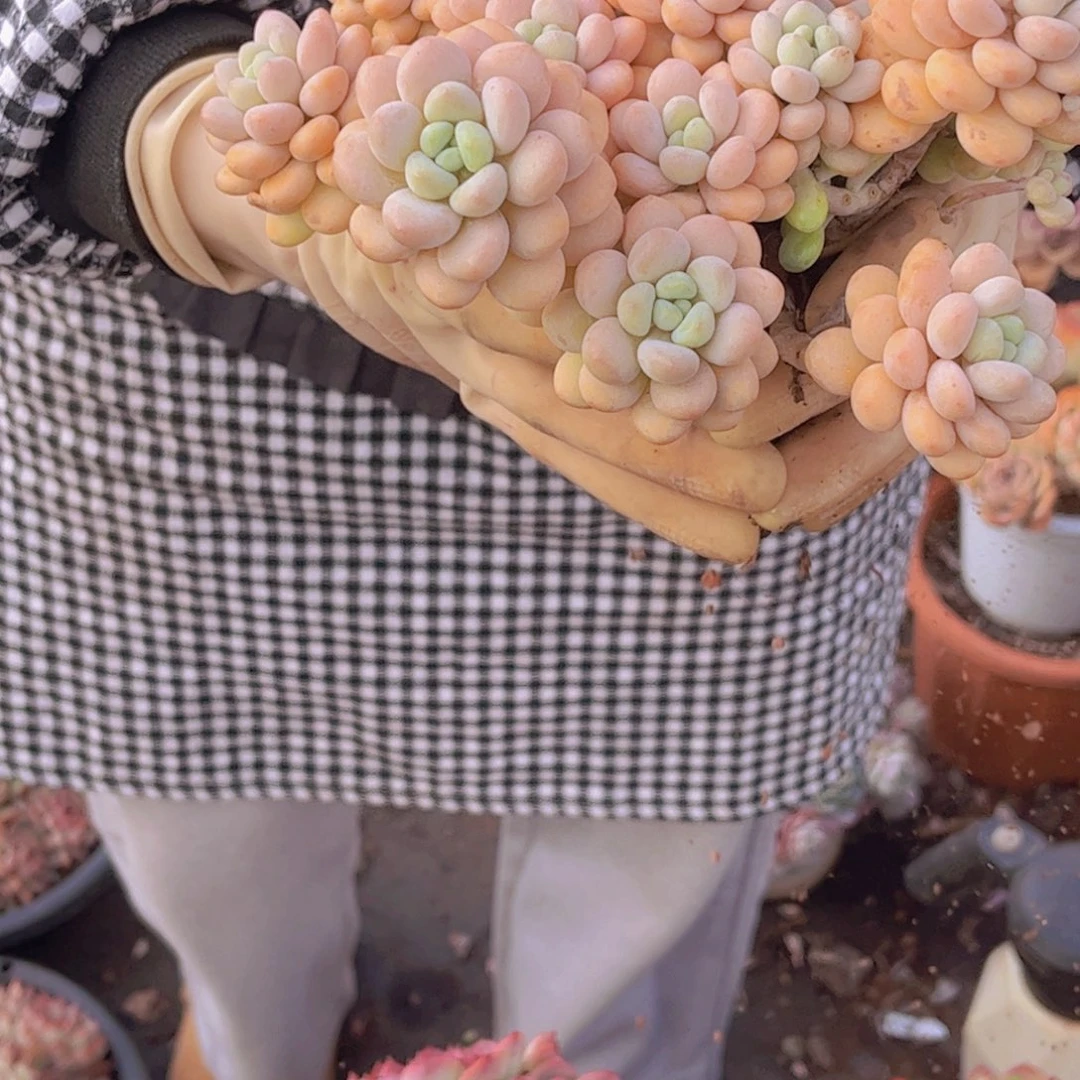 洛可可一颗包邮发货