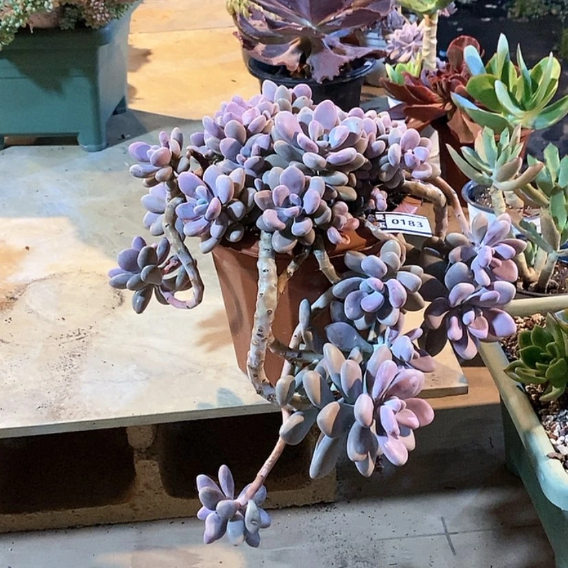 【闪购商品】薄***糖桃蛋0183