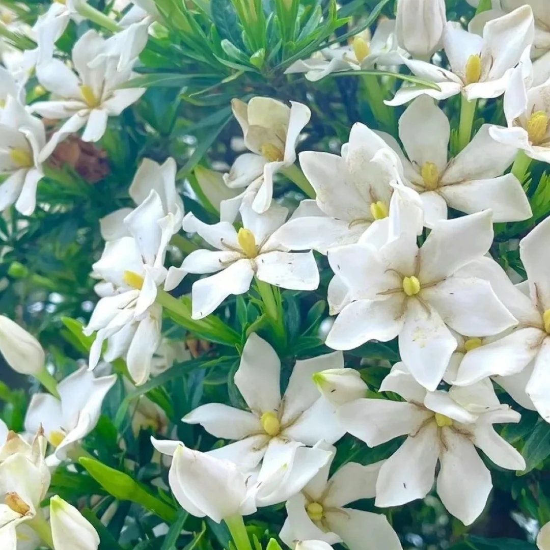 海岛春花，栀子花，一物一拍