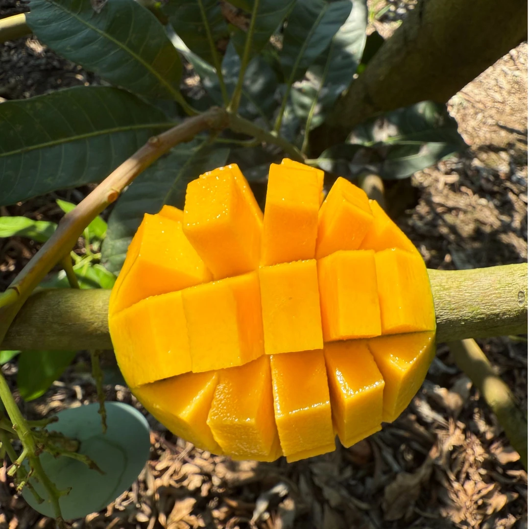 广西青皮金煌芒果原产地发货【普通快递】