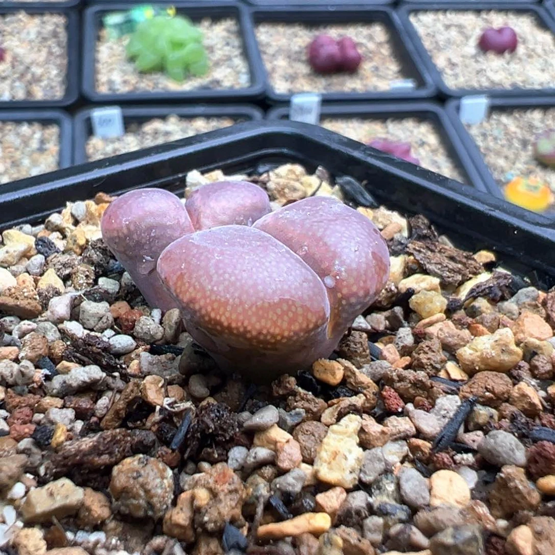 *****双头日系红风铃一棵特