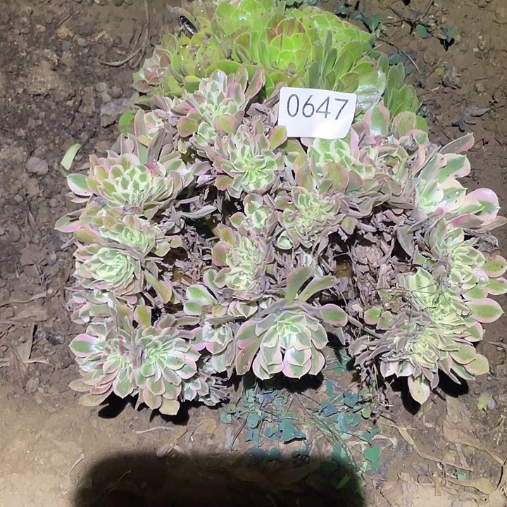 多肉植物法师647女巫缀