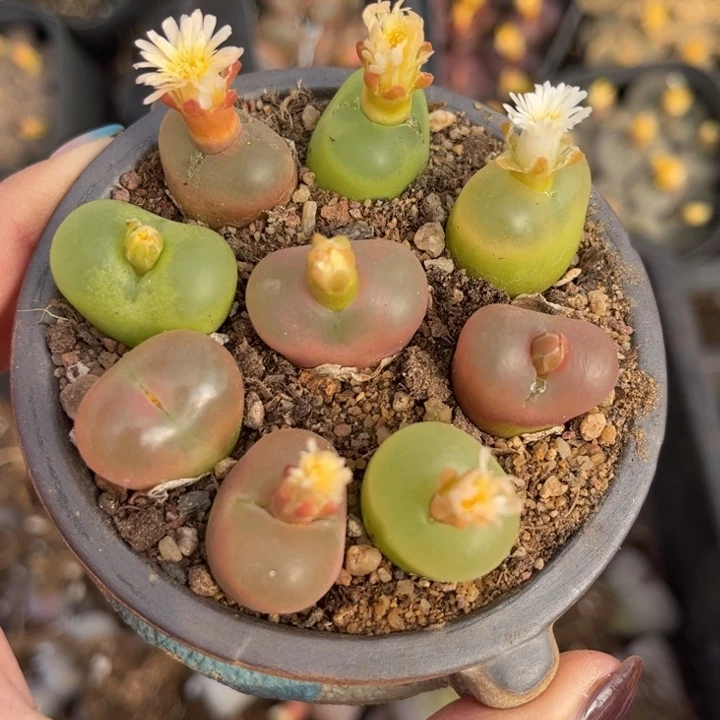 十颗毛毛88888888889