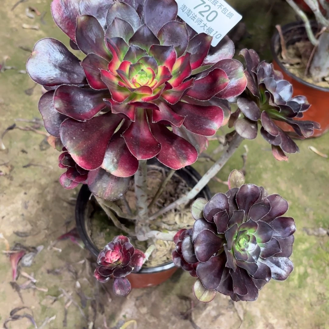 720花蝴蝶多肉植物法师