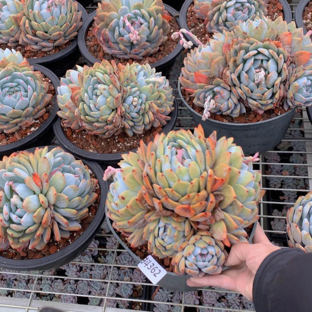 362多头一个小时左右即可享受以下