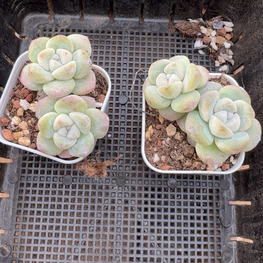 小****101号到手12颗，江北多肉