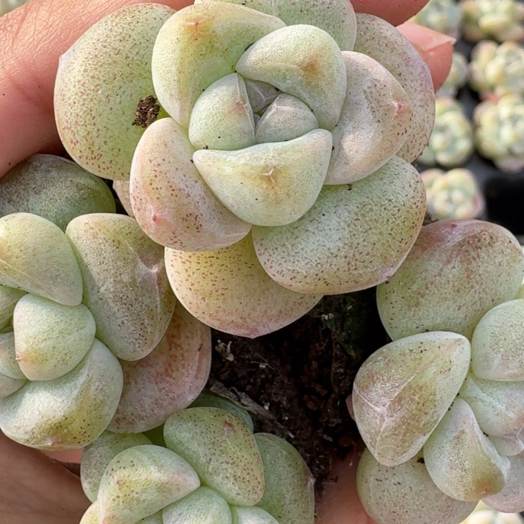 02号到手7颗，白底冰玉