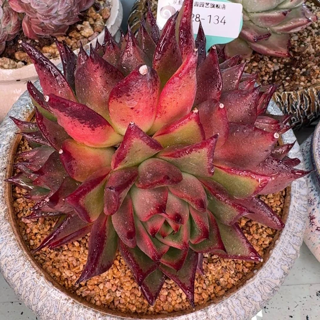 从前慢多肉精选编号1228.134