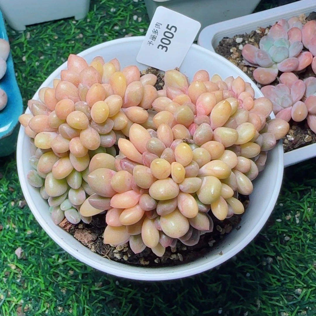 桃花源缀化，3005多肉植物