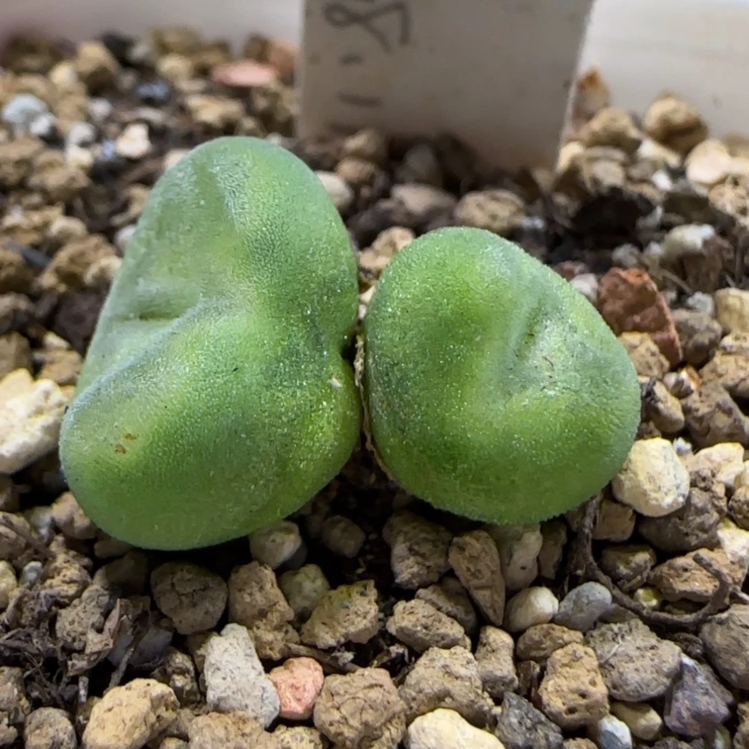 8.21。   水晶鞋。  9044