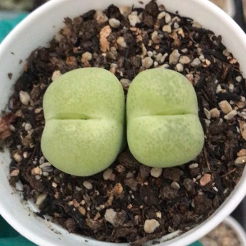 多肉肉锥 双头翠光