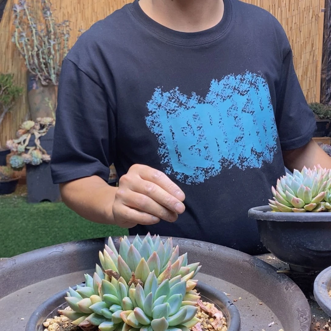 天****昌149号红蛋多肉