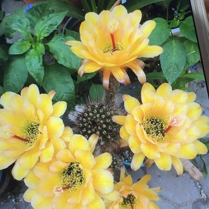法一侧芽5公分左右毛花柱（20包邮）
