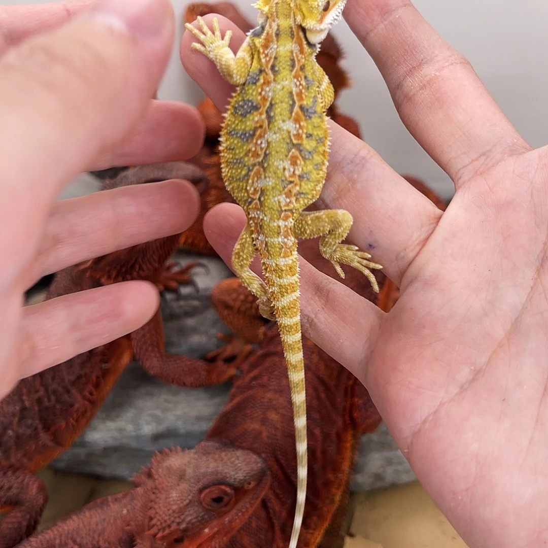 道***长鬃狮蜥鬃狮蜥00002