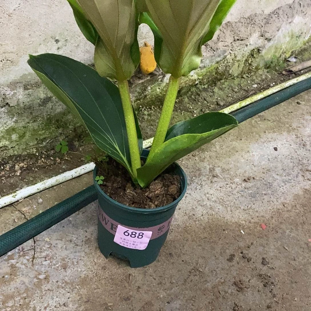 木本植物米**姥木本花卉688