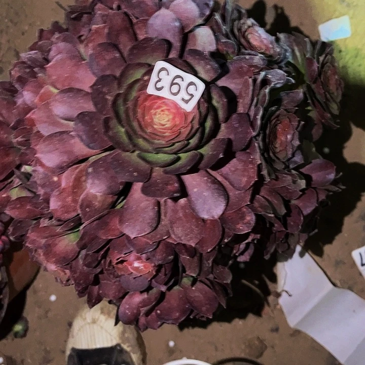 593桃花石多肉多肉