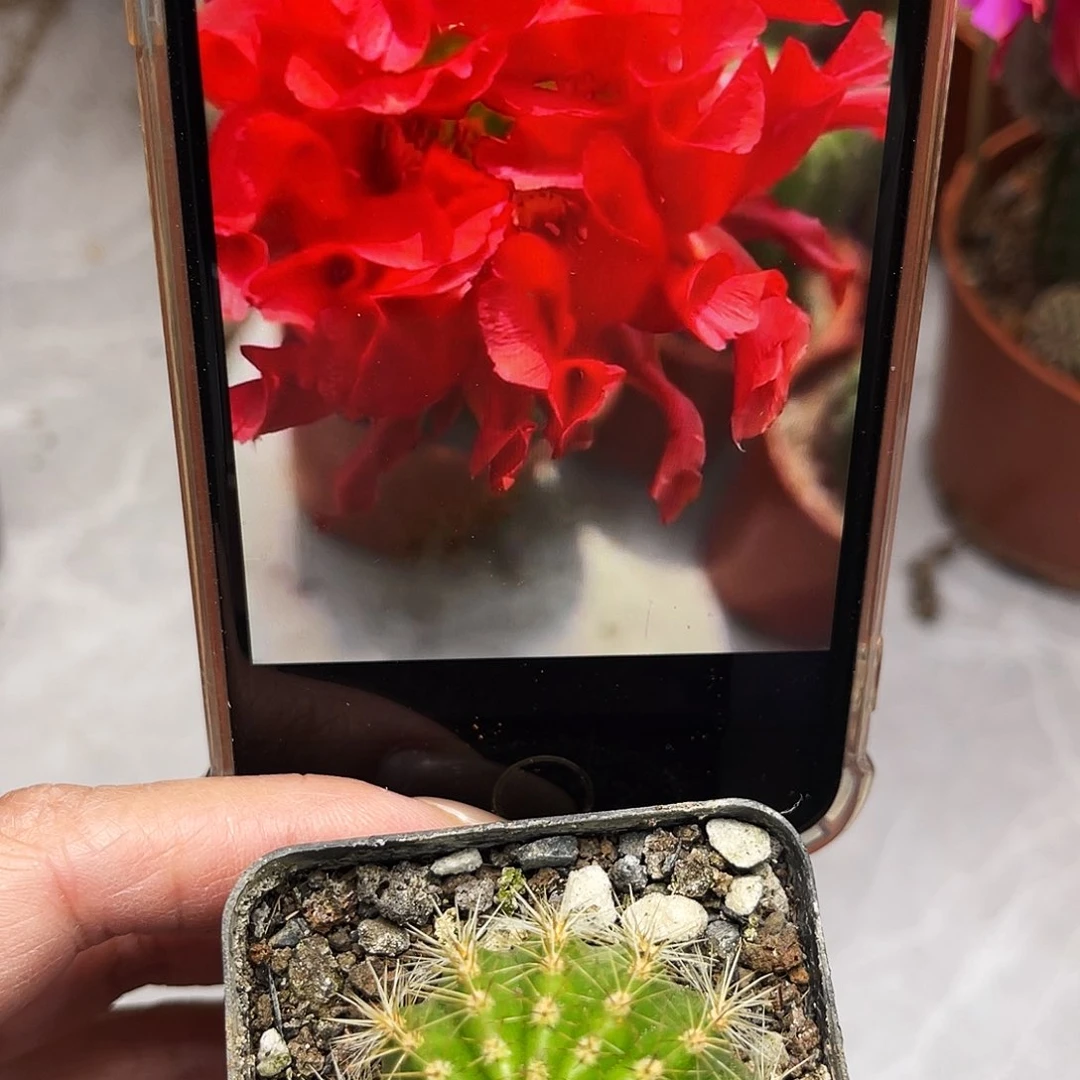 彩草红卷卷带根3公分左右