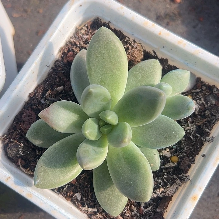 橙色奇迹单头特价