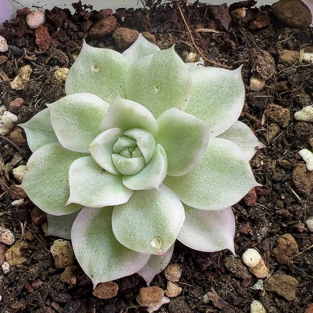 白麦秆锦多肉植物