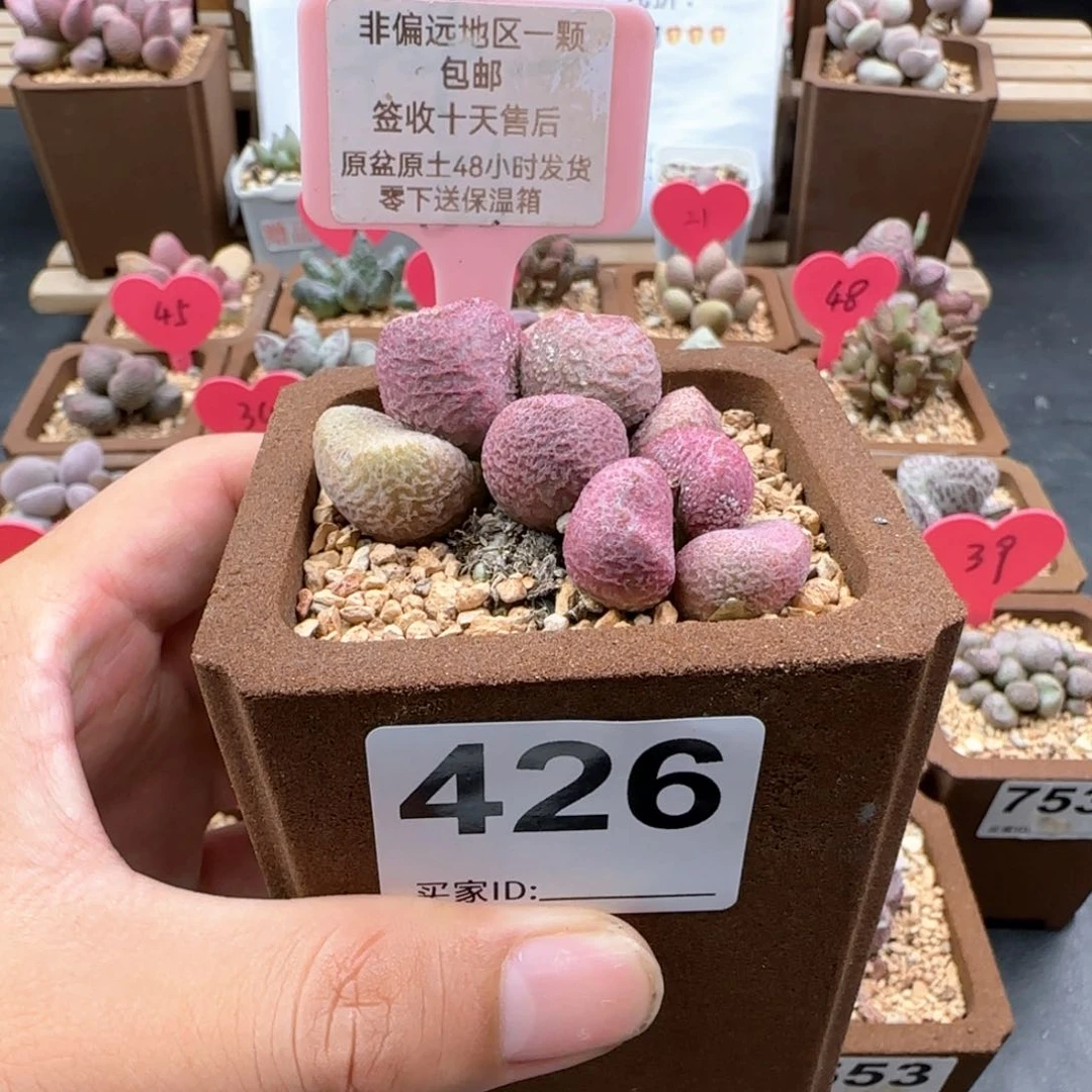 *️***426亚当多肉植物