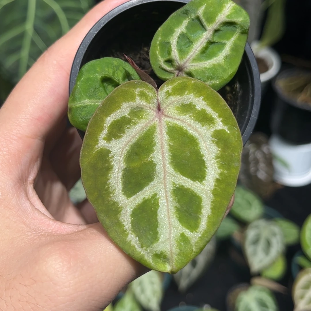 不开花植物粉柠檬杂nse红2.0