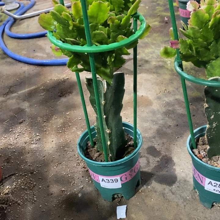 当前无花栽培后可以开花淡**雪339嫁接037