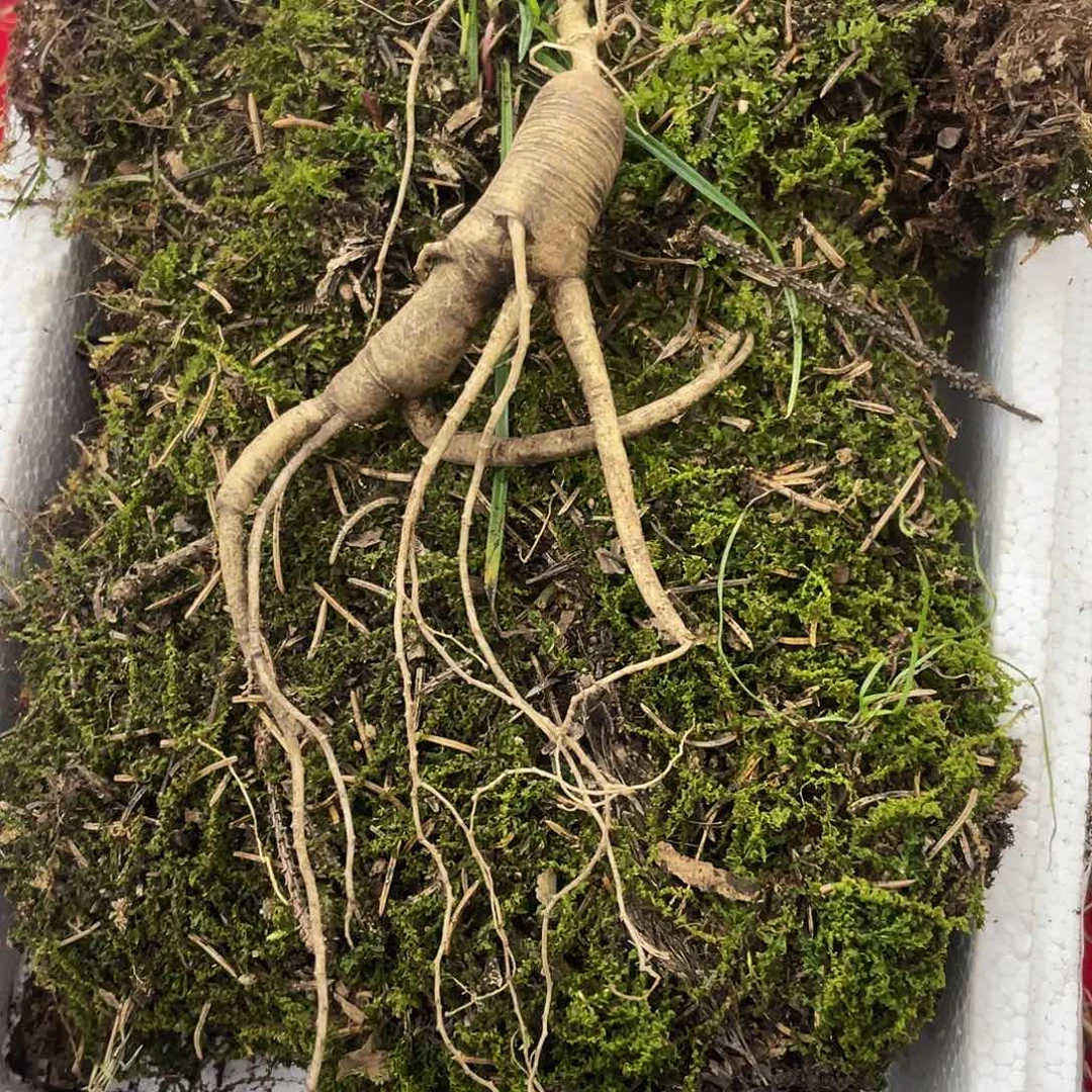 中国大陆长白山老