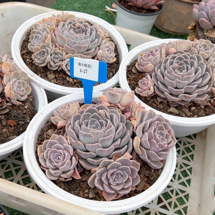 4.27汉堡一个脱土