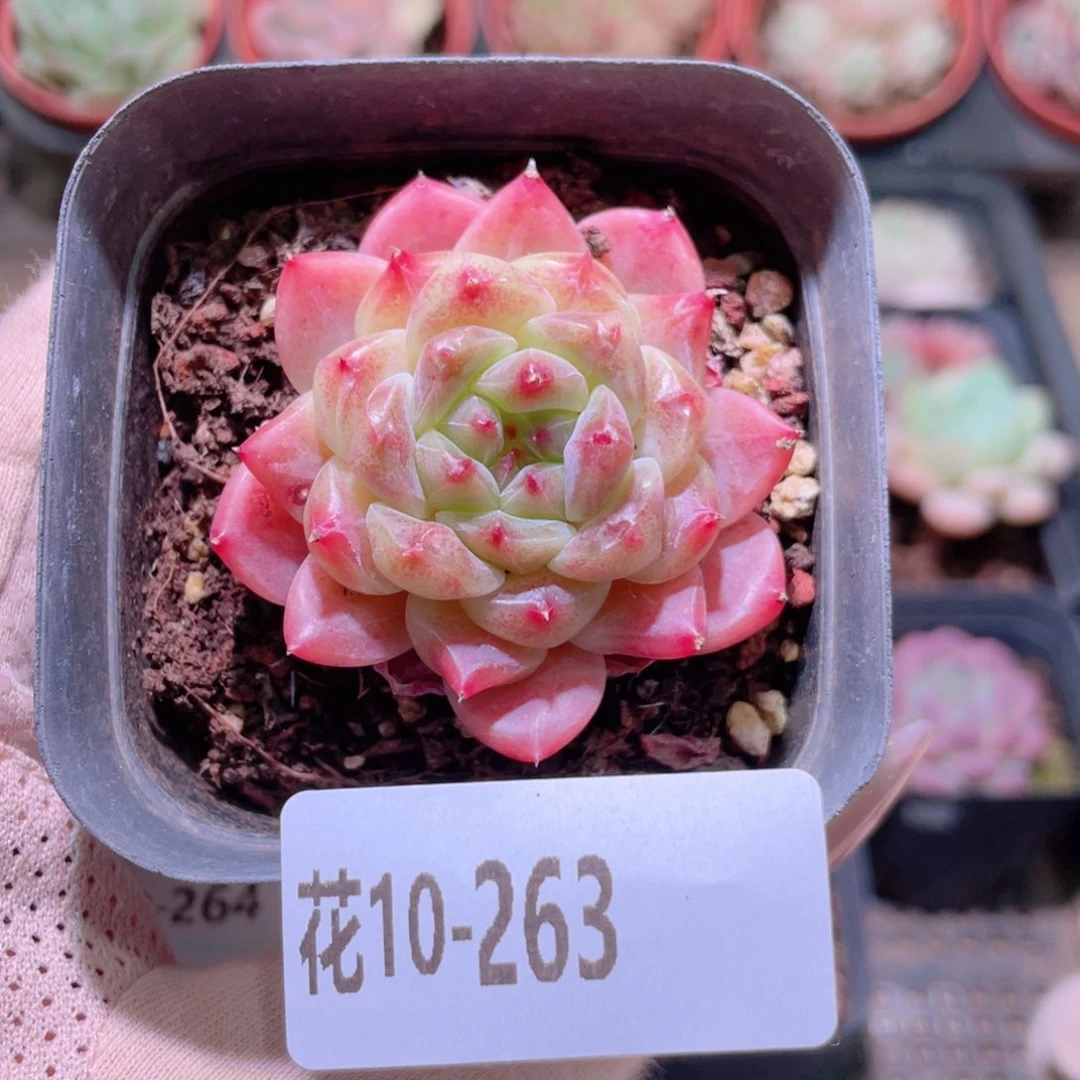 花利美10-263秘境冰魄