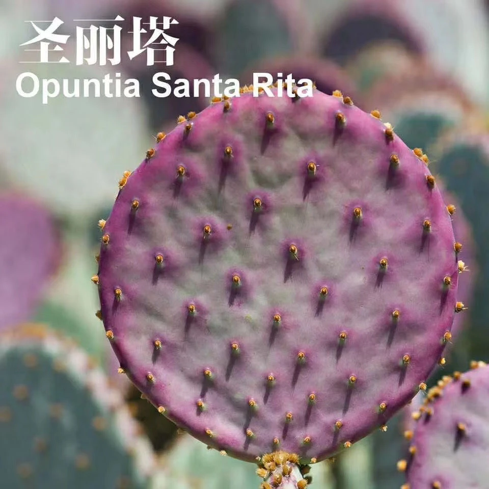 网红稀有紫色圣丽塔仙人掌团扇多肉植物室内外盆栽防辐射包对版