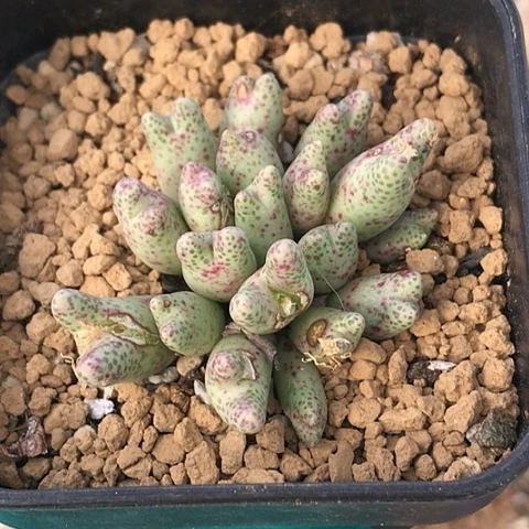 多肉肉锥 19头草莓斑马