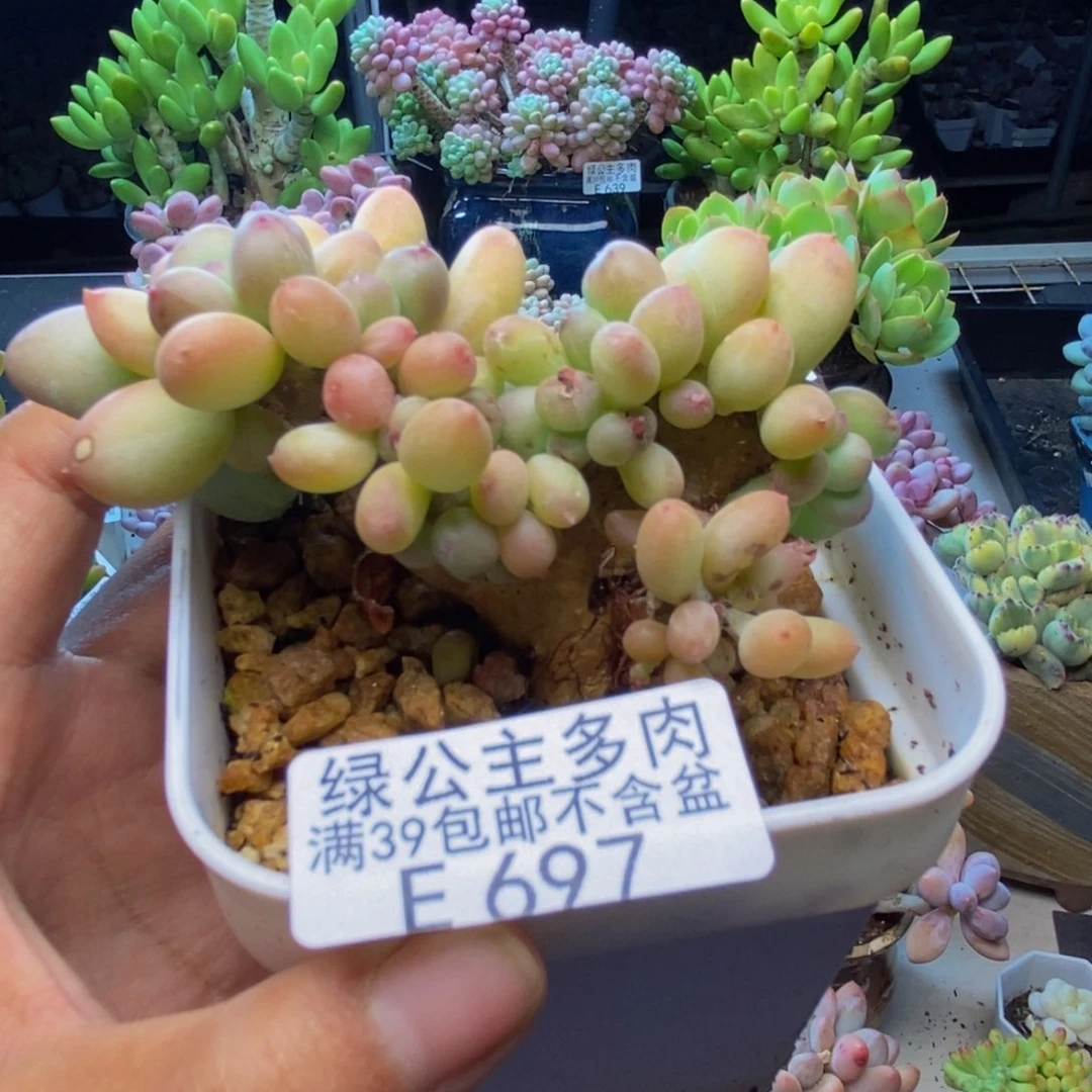 697苹果奶四代缀7c m