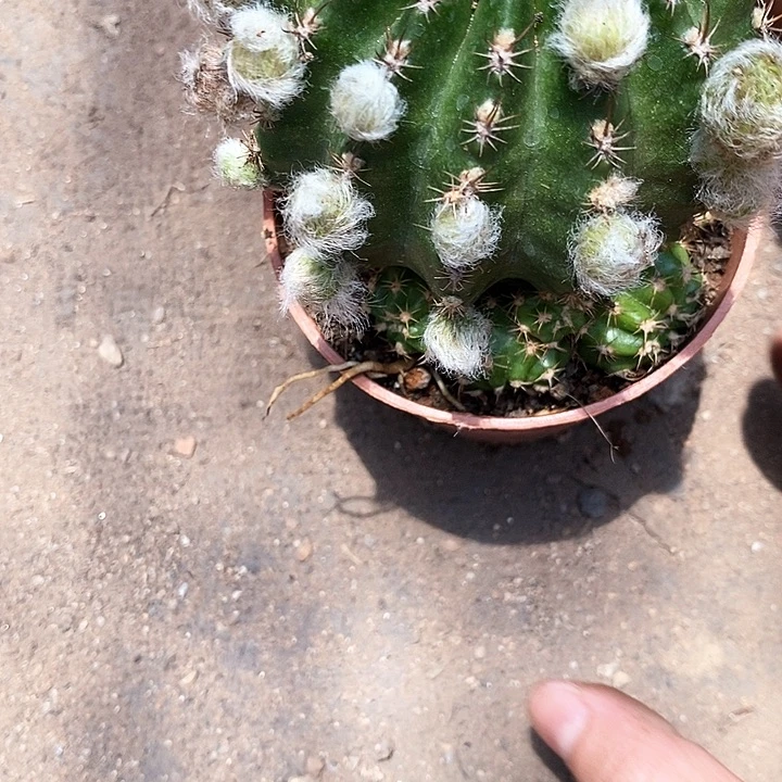 妖碟丽花仙人球25678888