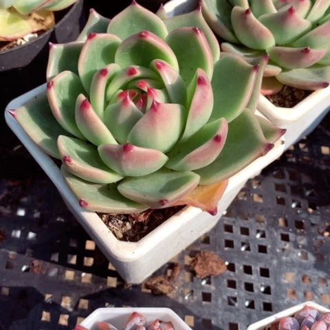 蓝龙。